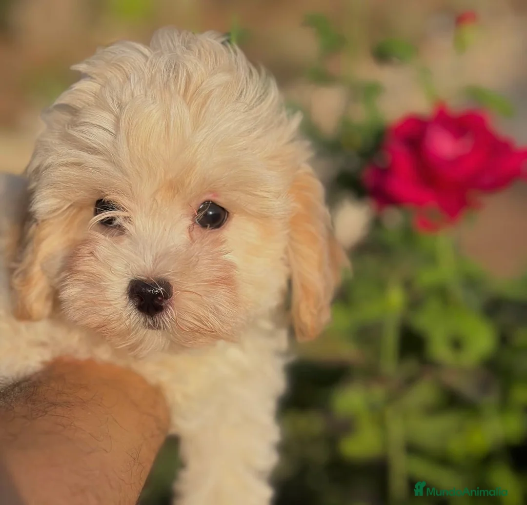 Maltipoo perros en venta: Maltipoo Hembra toy disponible  - Anuncio 4