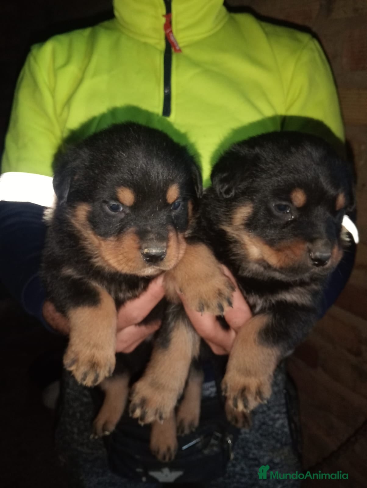 Rottweiler perros Rottweiler  - Anuncio 1