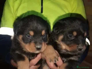 Rottweiler perros Rottweiler - Anuncio 2