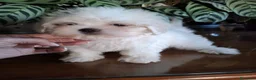 Bichón Maltés perros en venta: Bichón maltés - Anuncio 1
