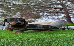 Teckel Miniatura perros en venta: VENTA DE TECKEL ARLEQUIN - Imagen 1