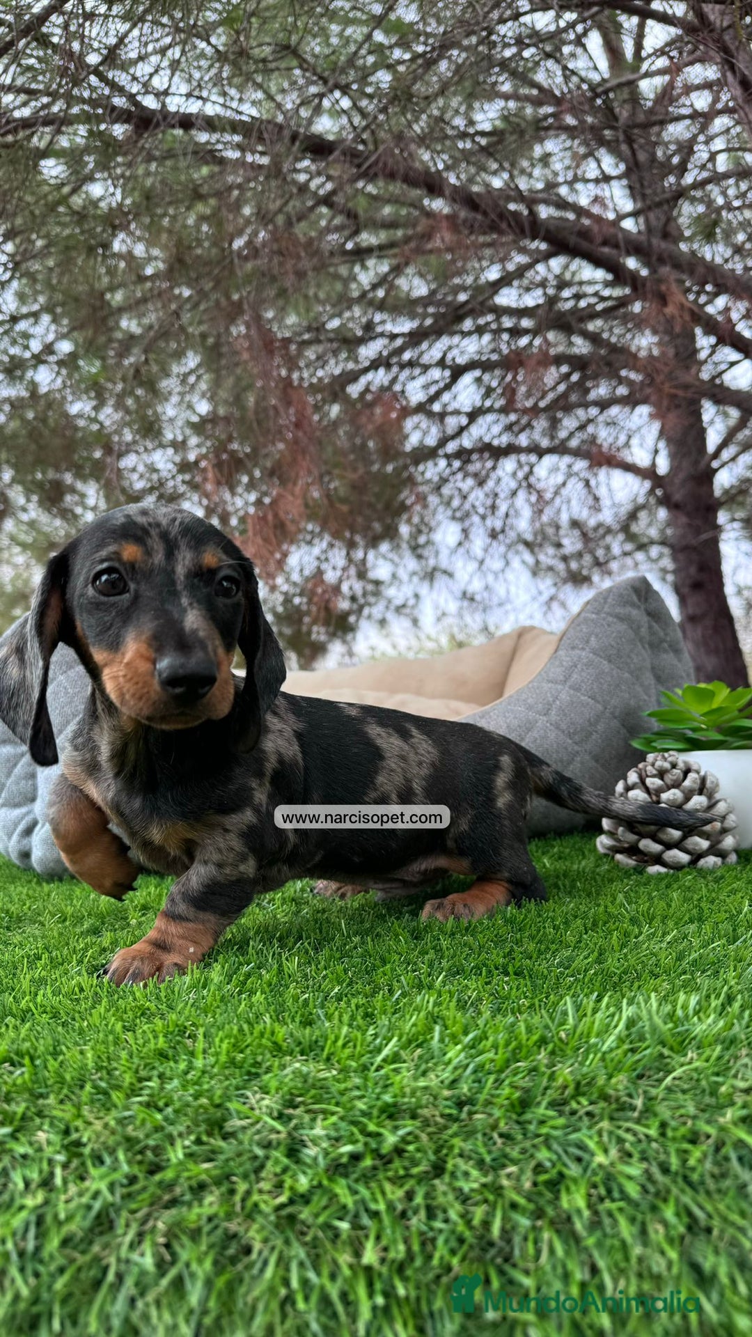 Teckel Miniatura perros en venta: VENTA DE TECKEL ARLEQUIN - Imagen 1
