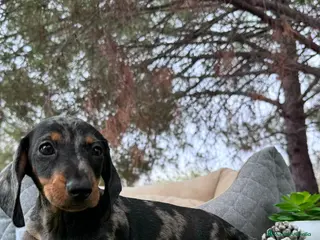 Teckel Miniatura perros VENTA DE TECKEL ARLEQUIN - Anuncio 18