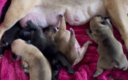Bulldog Francés perros en venta: BULLDOG FRANCES PUPPY.  - Imagen 5