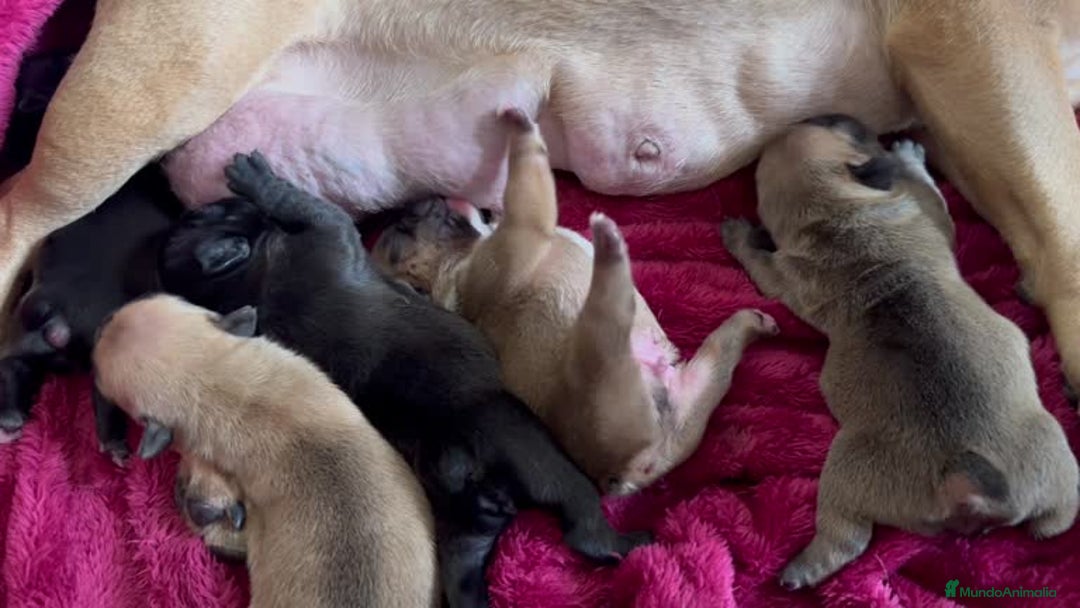 Bulldog Francés perros en venta: BULLDOG FRANCES PUPPY.  - Imagen 5