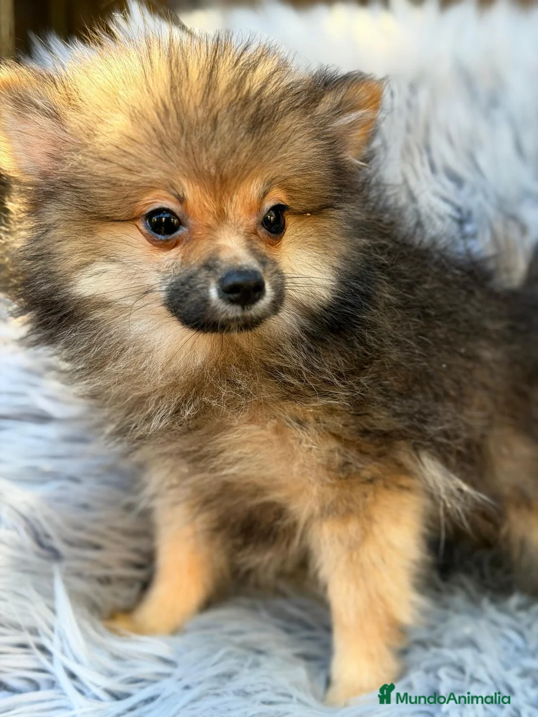 Pomerania perros en venta: POMERANIA MACHO - Anuncio 1