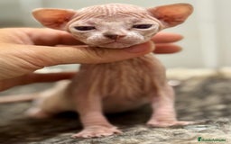 Sphynx gatos en venta: Camada sphynx  - Imagen 2
