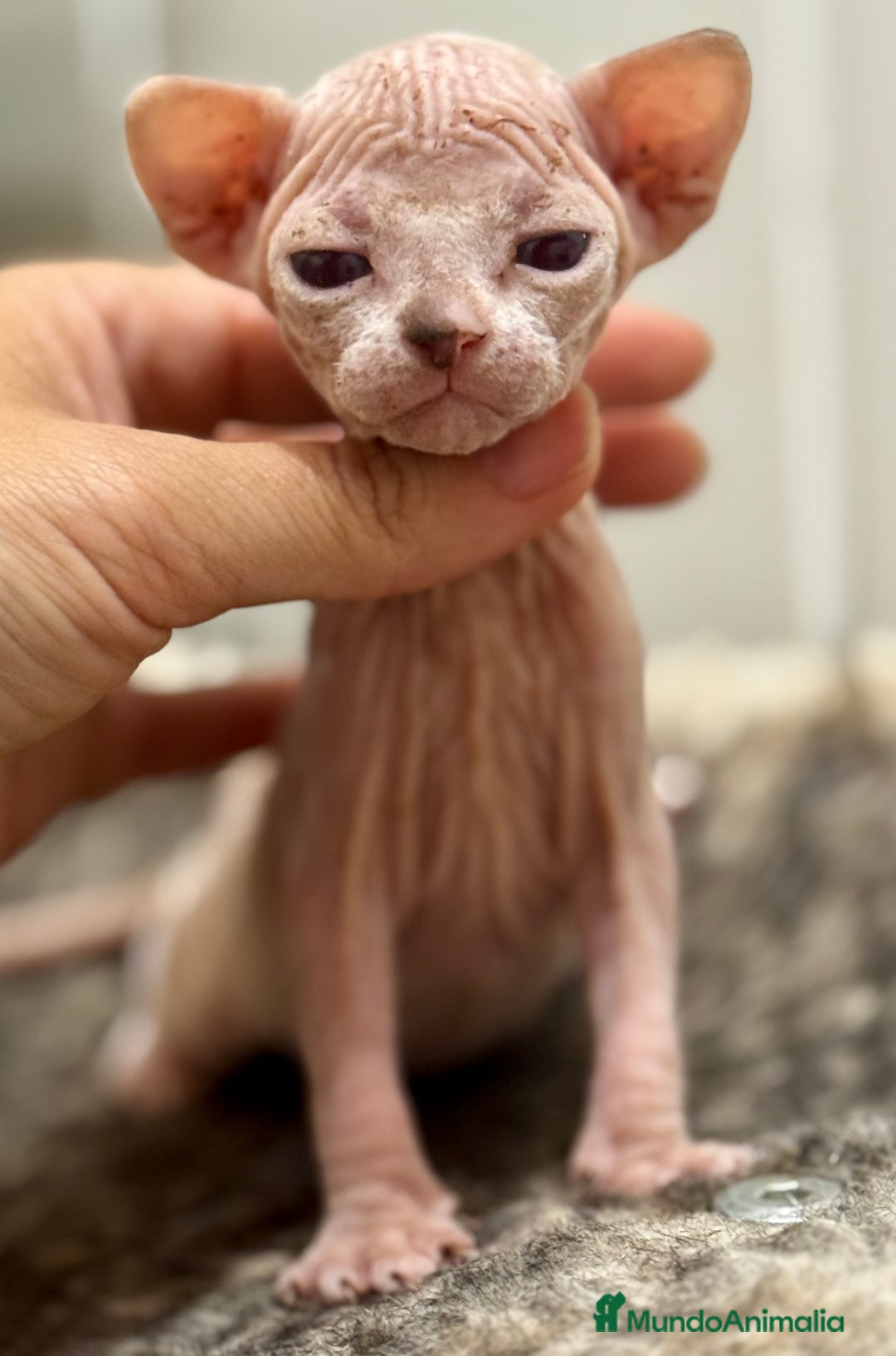 Sphynx gatos en venta: Camada sphynx  - Imagen 2
