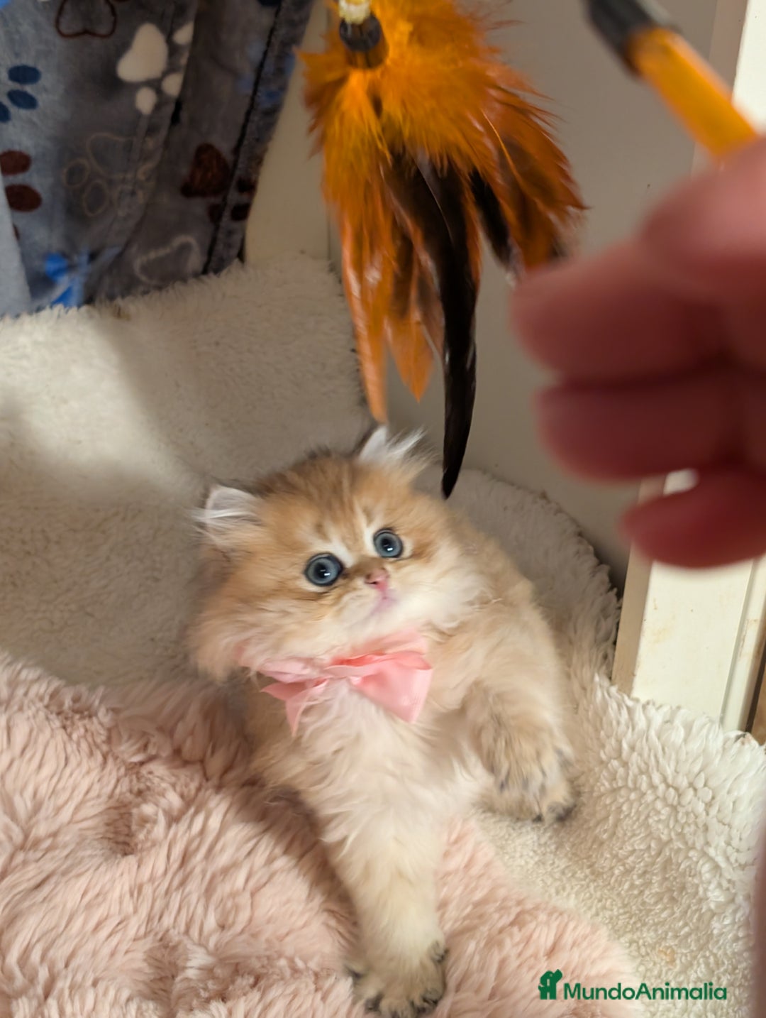 Británico de Pelo Largo gatos en venta:  2gatitos color exclusivo british golden longhair  - Anuncio 22