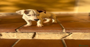 Jack Russell Terrier perros Cachorros de Jack russell  - Anuncio 1