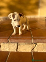 Jack Russell Terrier perros Cachorros de Jack russell - Anuncio 5