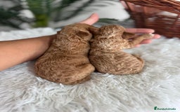Caniche Toy perros en venta: CANICHE TOY - Imagen 13