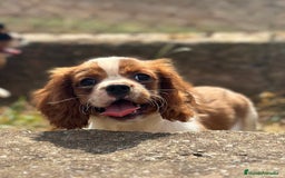 Cavalier King Charles Spaniel perros en venta: CAVALIER DISPONIBLES - Imagen 6