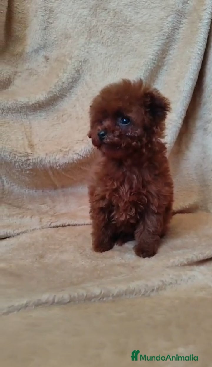 Caniche Toy perros Caniche toy hembra 100 x100 asiática  - Anuncio 1