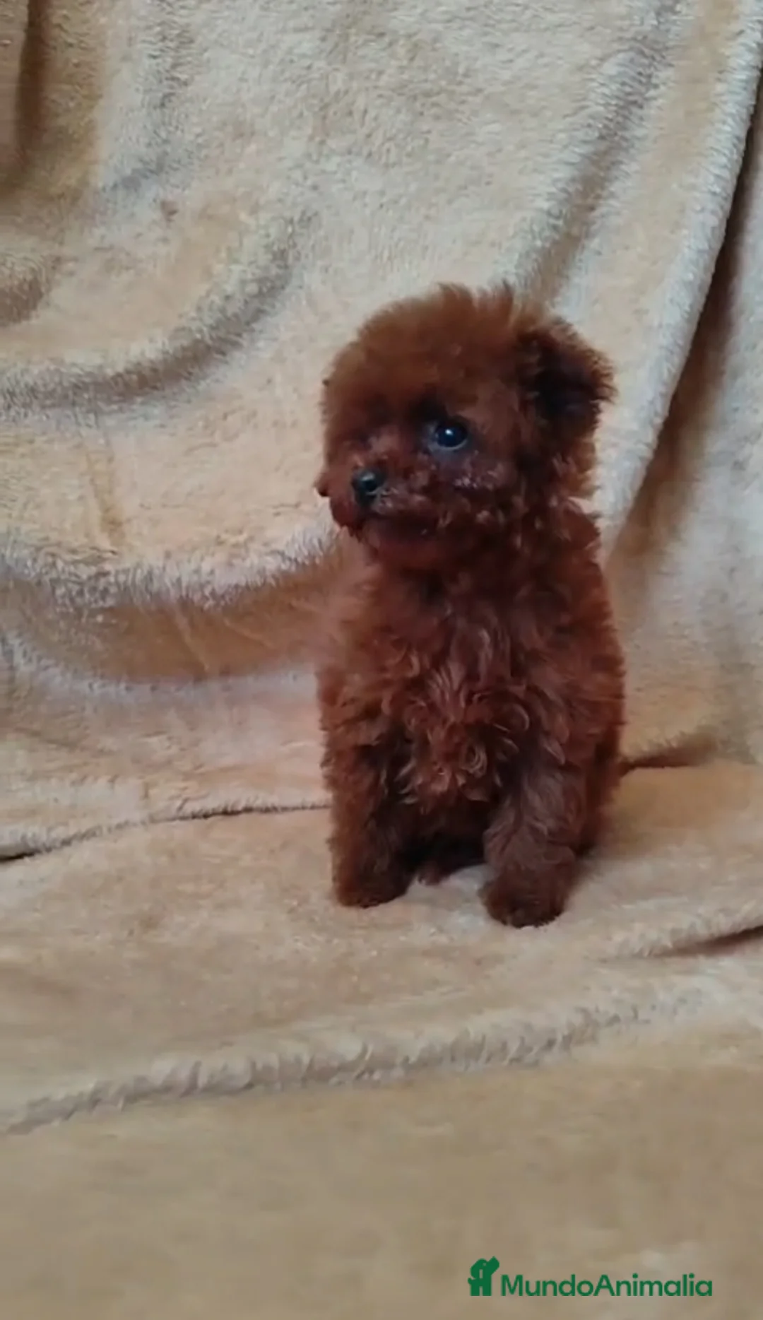 Caniche Toy perros en venta: Caniche toy hembra 100 x100 asiática  - Anuncio 1