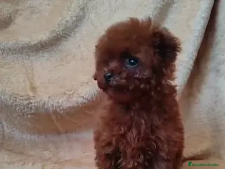 Caniche Toy perros Caniche toy hembra 100 x100 asiática - Anuncio 1