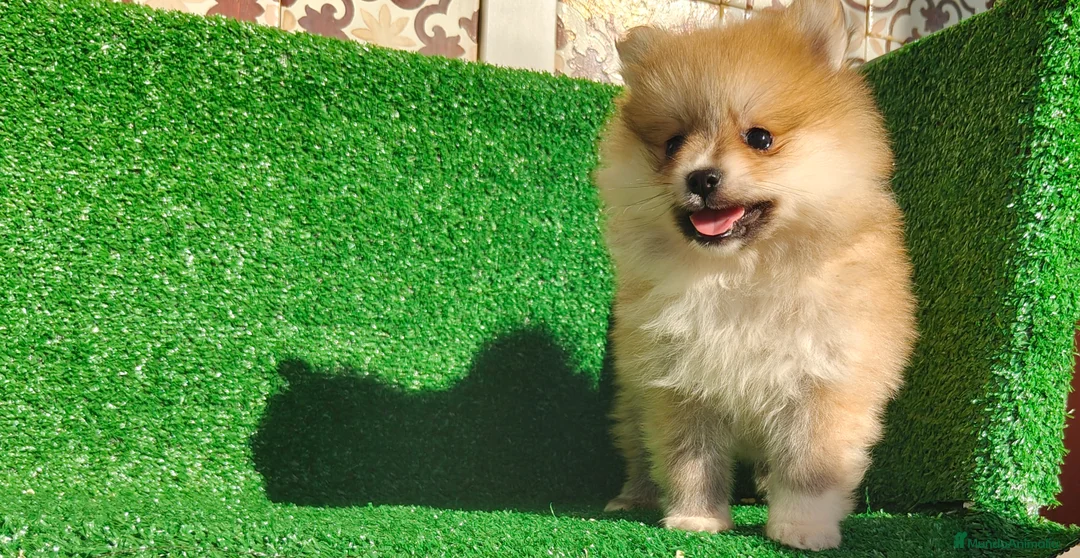 Pomerania perros en venta: Pomerania  - Anuncio 13