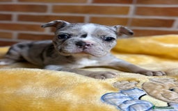 Bulldog Francés perros en venta: Bulldog Francés Macho - Imagen 1