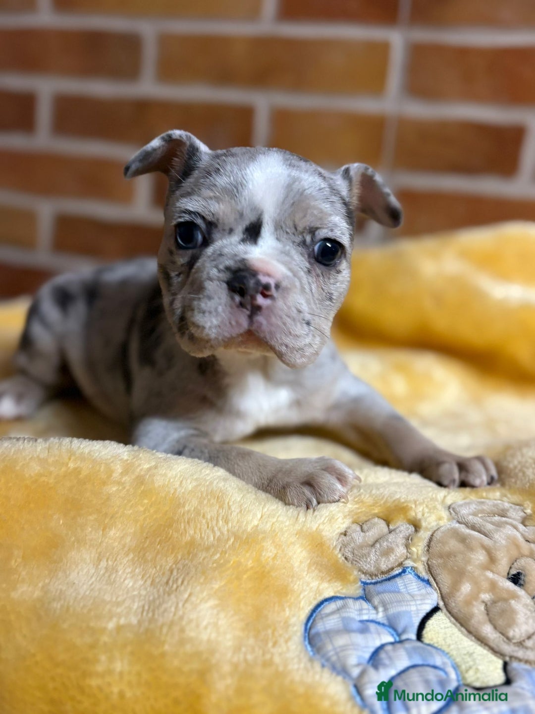 Bulldog Francés perros en venta: Bulldog Francés Macho - Imagen 1