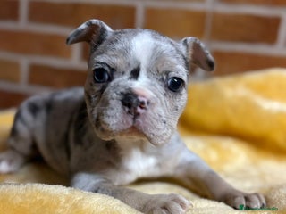 Bulldog Francés perros - Anuncio 5