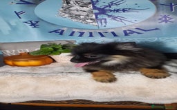 Pomchi perros en venta: Último macho de pomerania  - Imagen 1