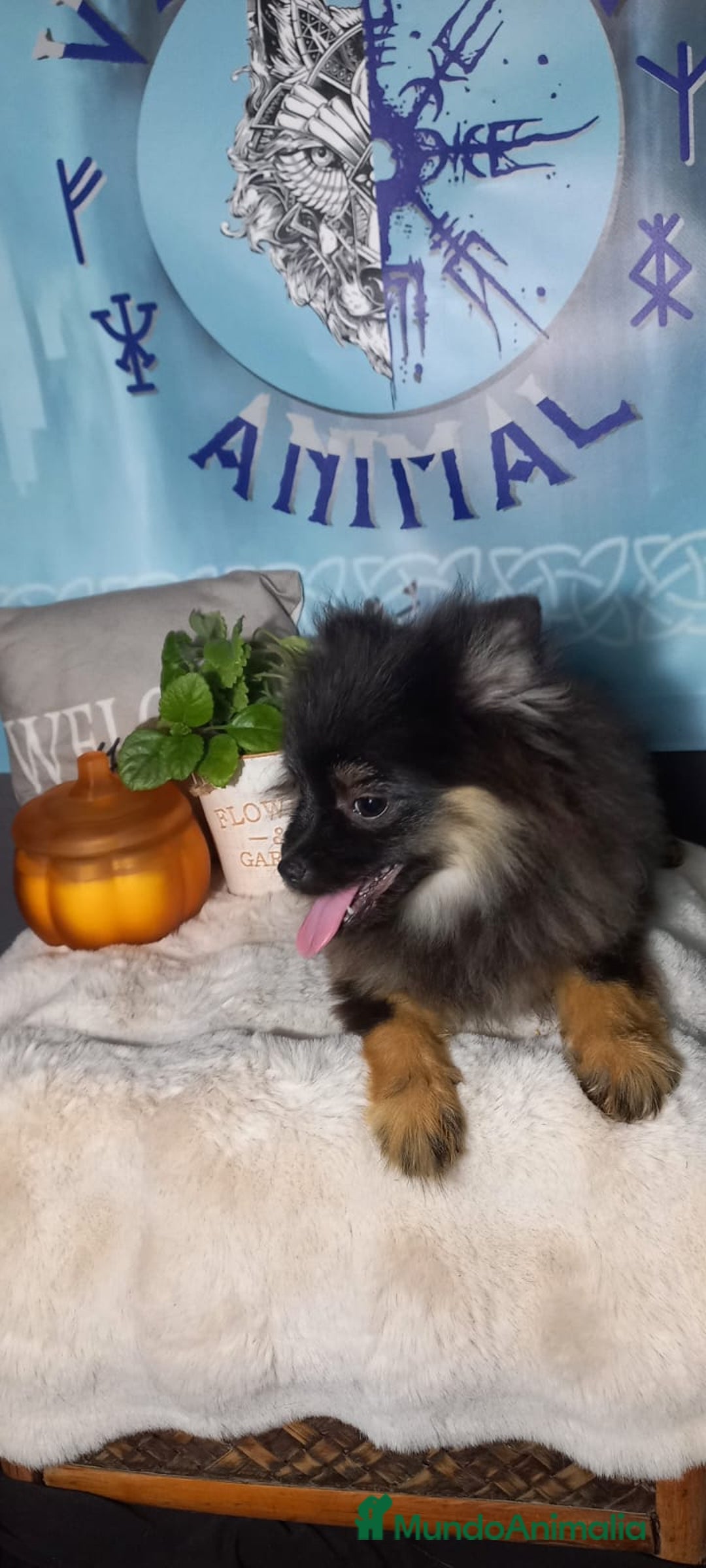 Pomchi perros en venta: Último macho de pomerania  - Imagen 1