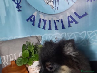 Pomchi perros - Anuncio 2
