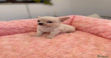 Chihuahua perros - Propaganda 11