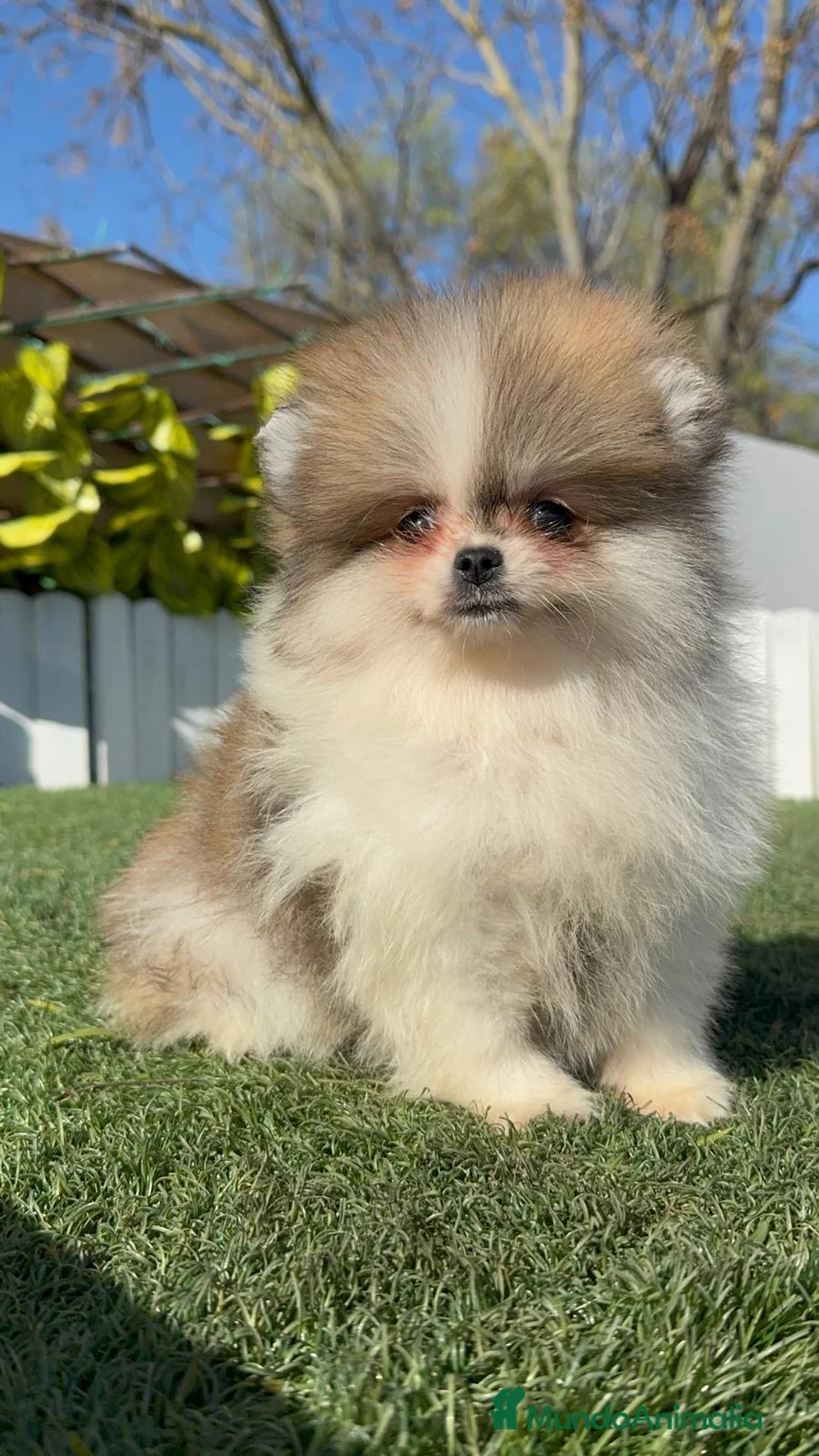 Pomerania perros en venta: POMERANIA - Anuncio 8