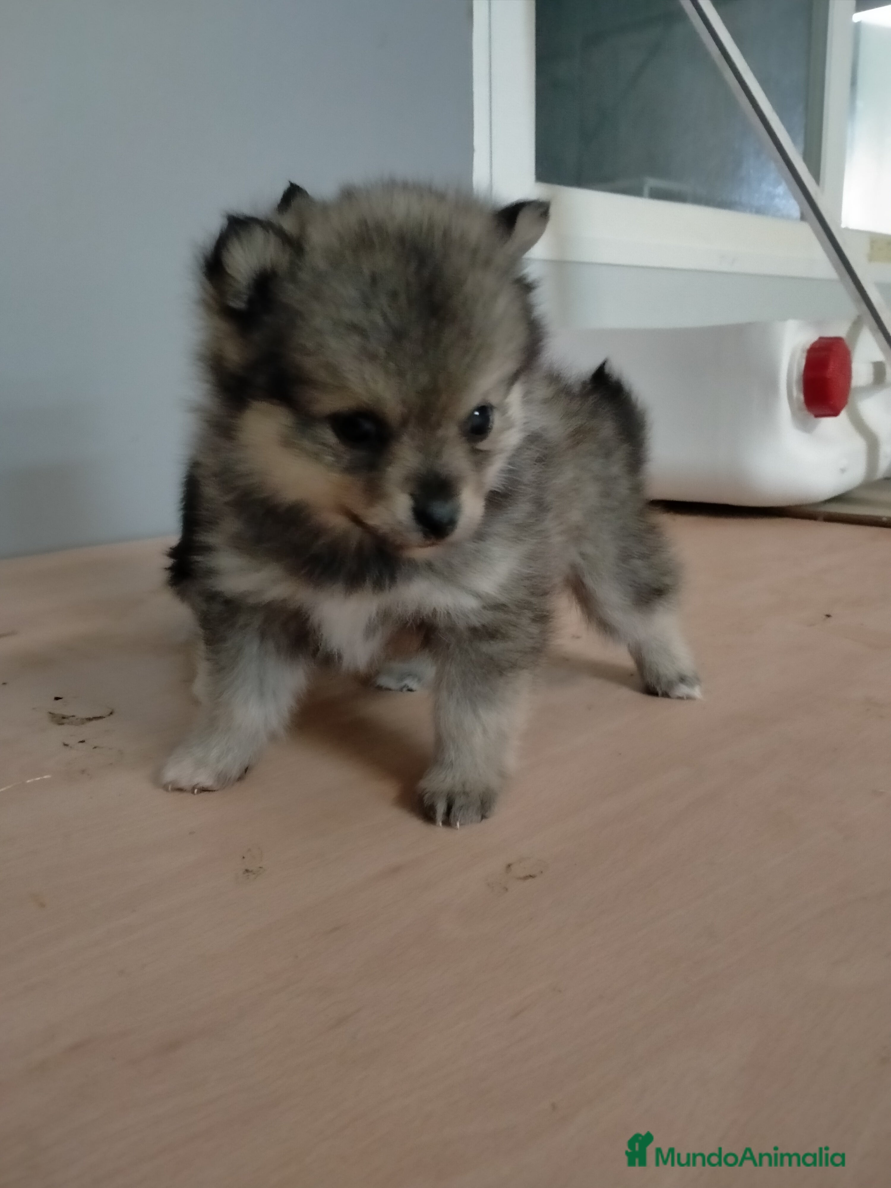 Pomsky perros Cachorrita de pomskys  - Anuncio 1