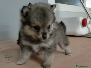 Pomsky perros Cachorrita de pomskys - Anuncio 1