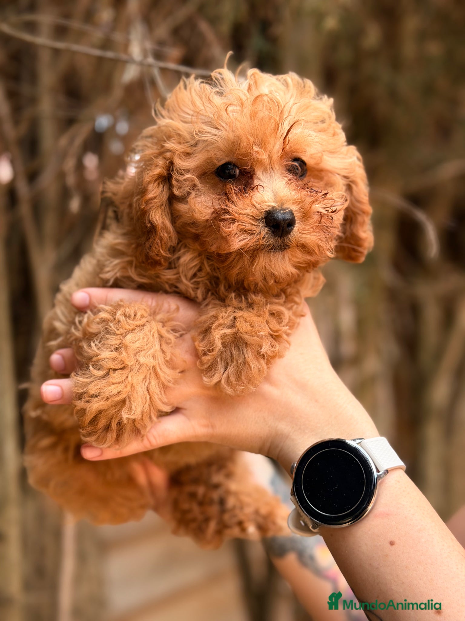 Caniche Toy perros en venta: Caniche Toy hembra  - Anuncio 4