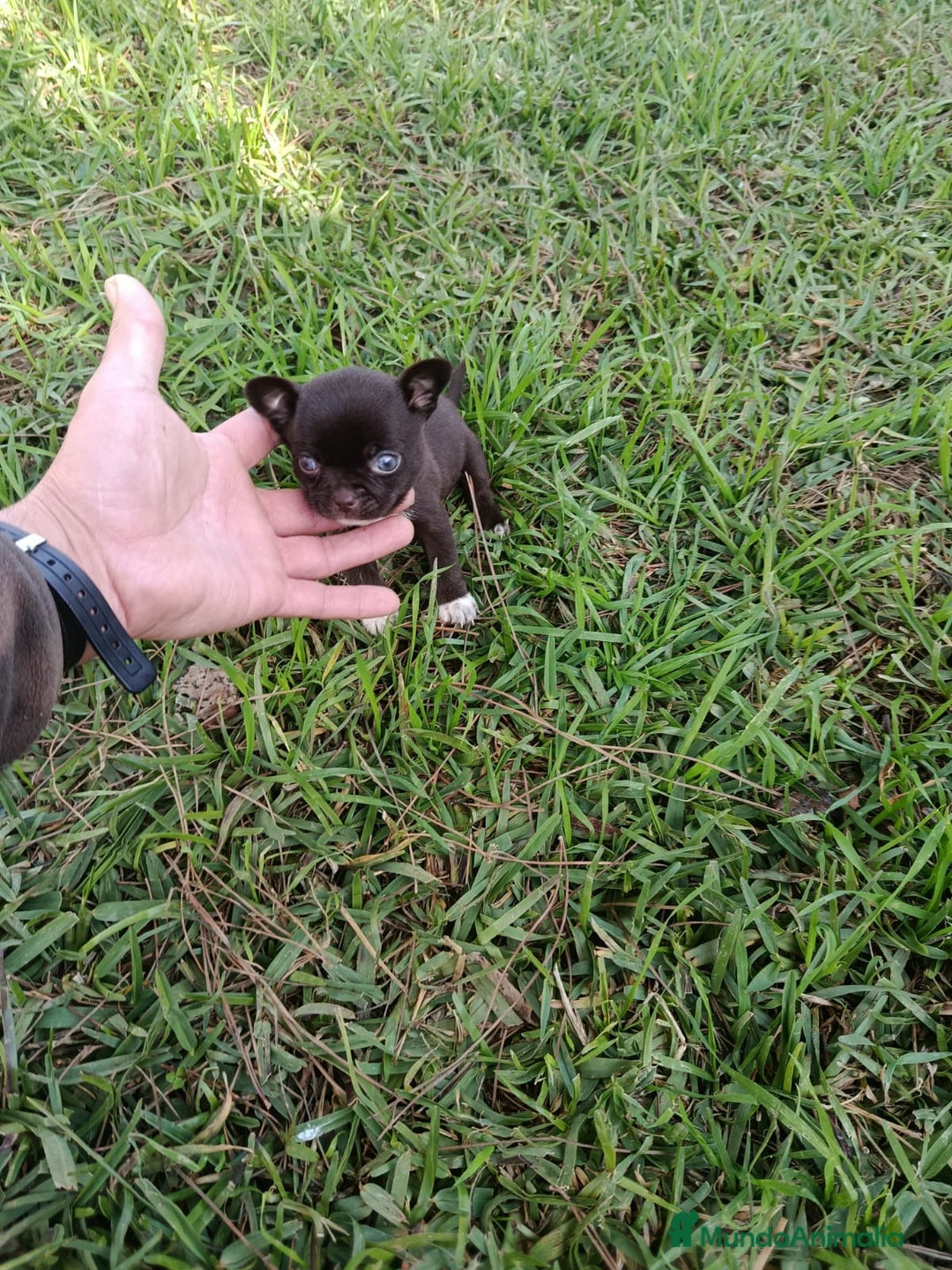 Chihuahua perros en venta: IMPRESIONANTE  CHIHUAHUA   LINEA  TOY   - Anuncio 11