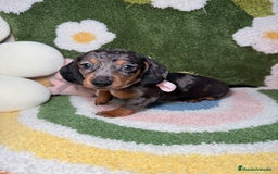 Teckel perros en venta: Teckel Kaninchen arlequín hembra  - Imagen 2