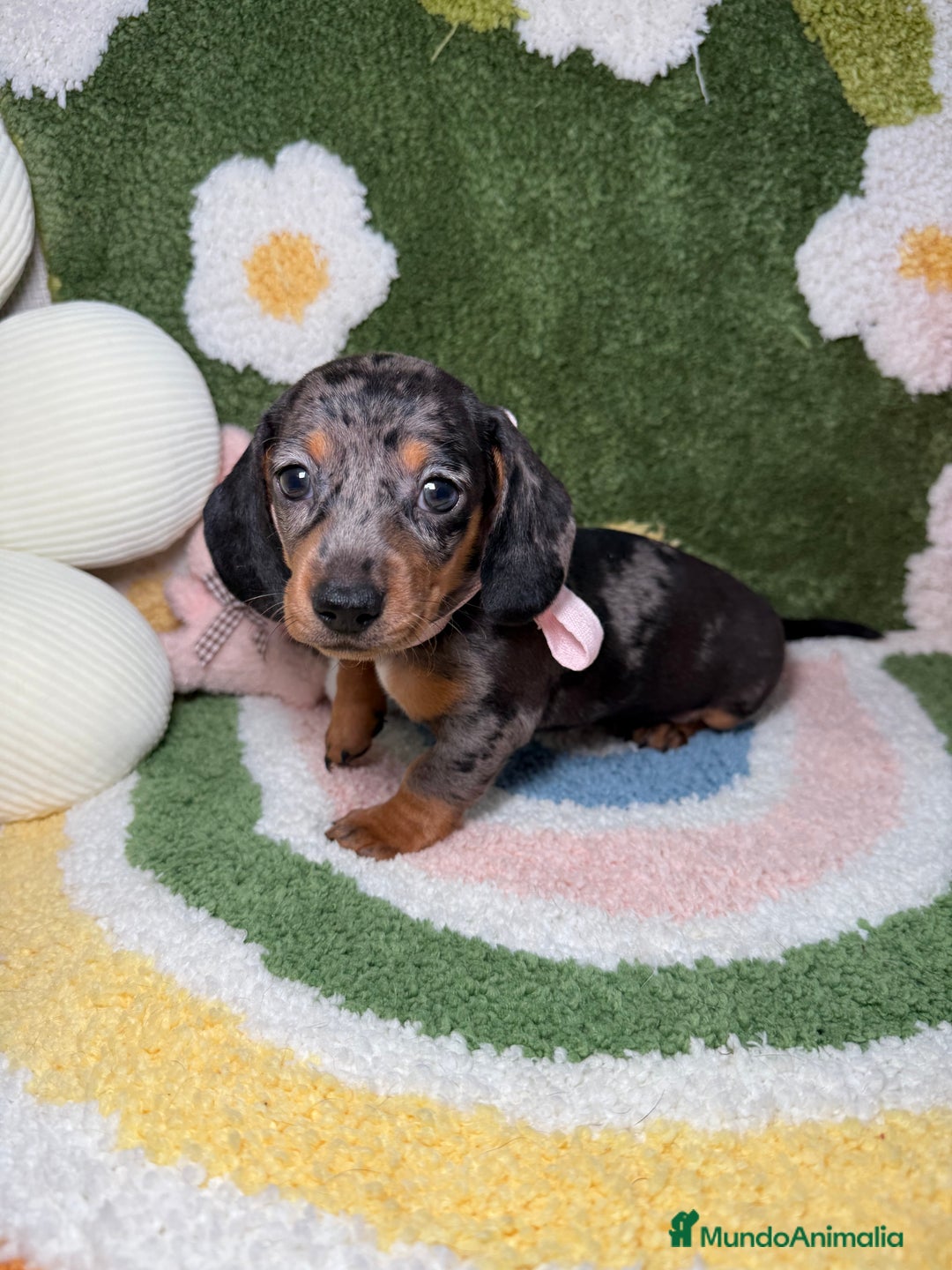 Teckel perros en venta: Teckel Kaninchen arlequín hembra  - Imagen 2
