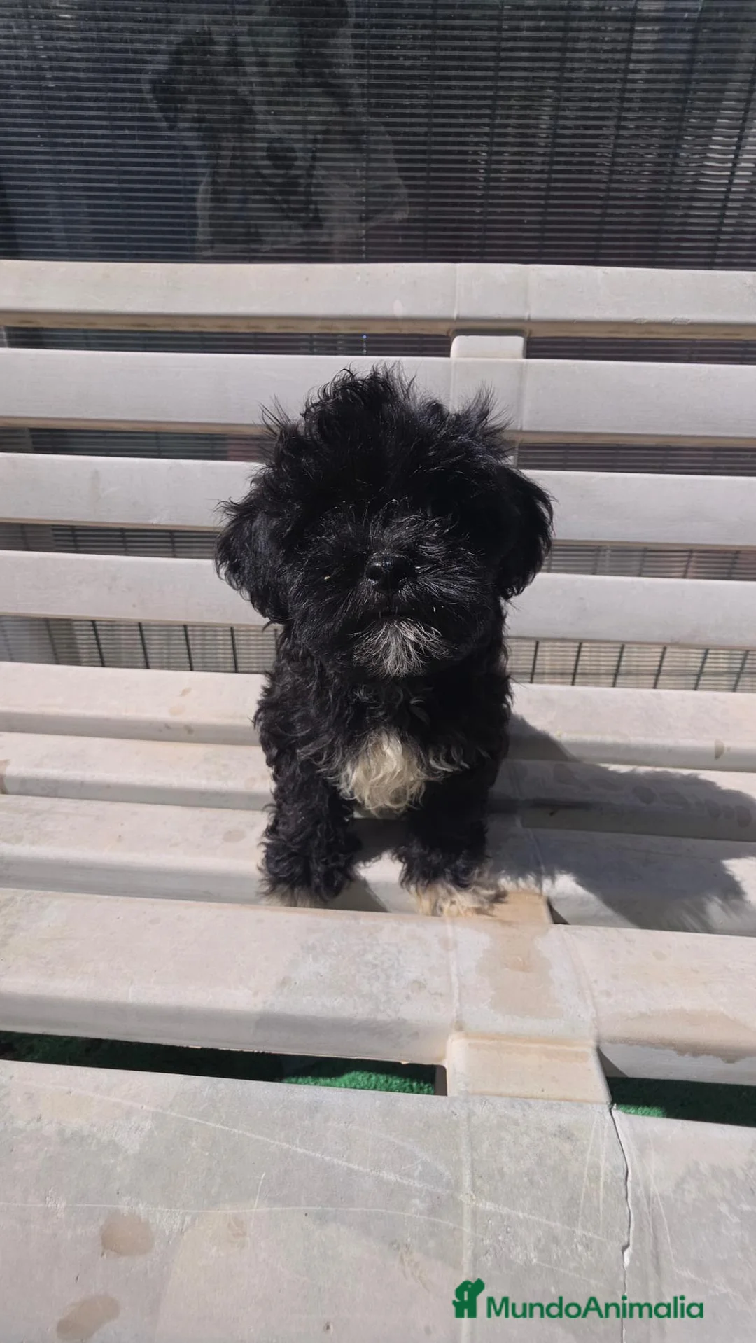 Shihpoo perros en venta: Shih po Benidorm  604370339  - Anuncio 1