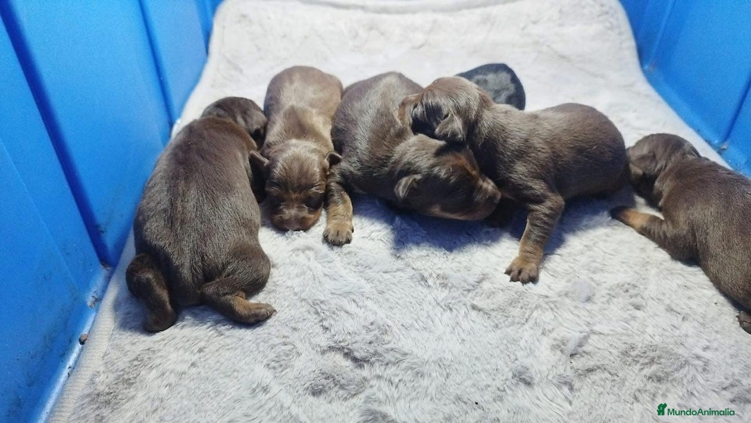 Pinscher Miniatura perros en venta: MINIPINCHER // ANDALUCÍA  - Anuncio 3