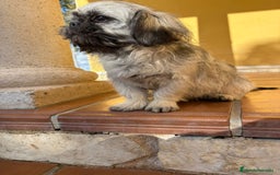 Pekinés perros en venta: Cachorro de pekinés imperial hembra  - Anuncio 6