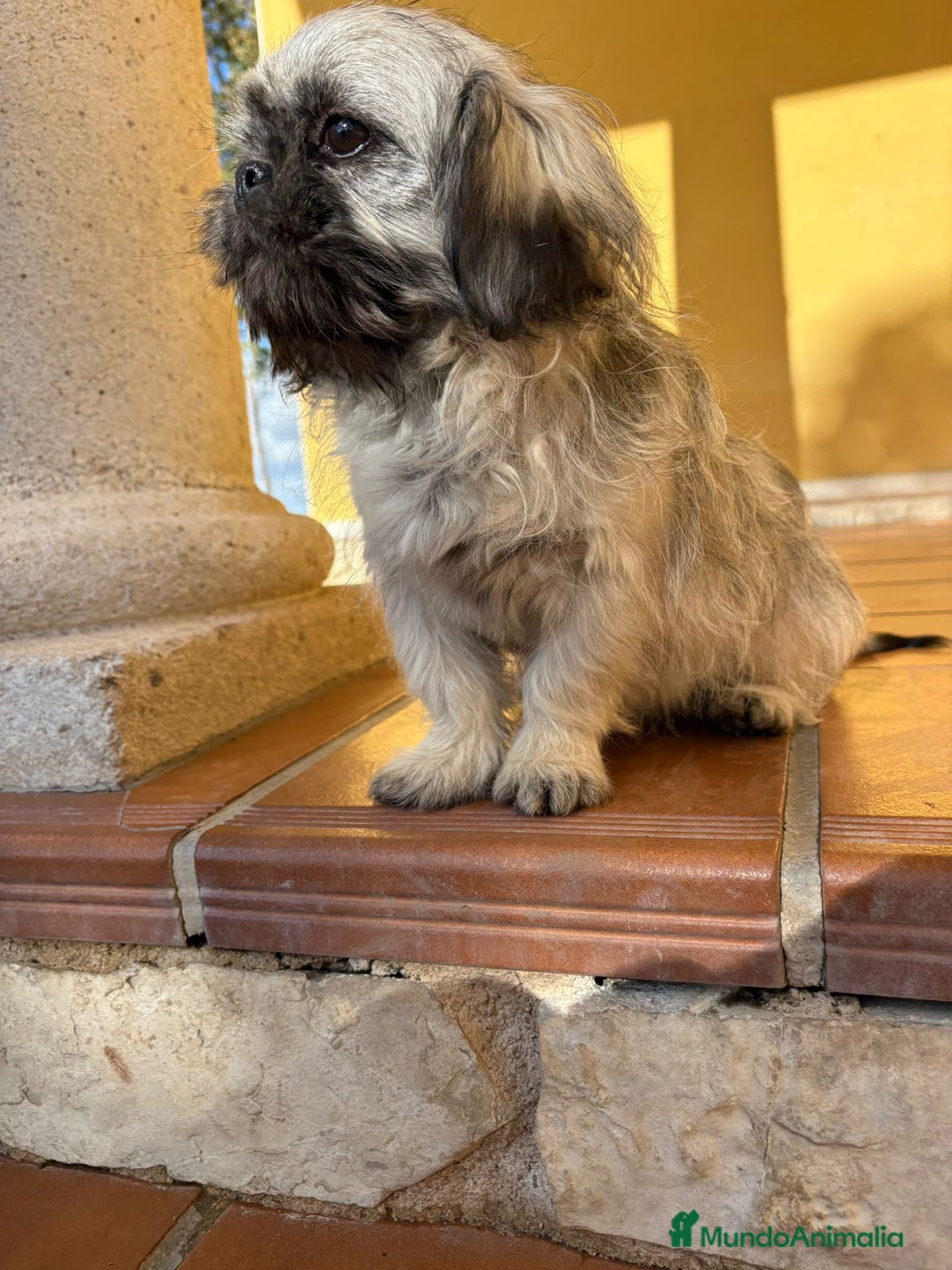 Pekinés perros en venta: Cachorro de pekinés imperial hembra  - Anuncio 6