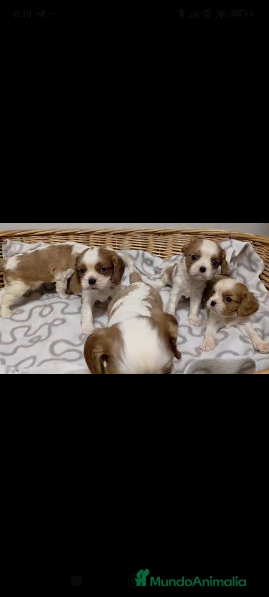 Cavalier King Charles Spaniel perros Cachorros de Cavalier  - Anuncio 2