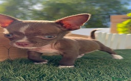 Chihuahua perros en venta: CHIHUAHUA MACHO - Imagen 4