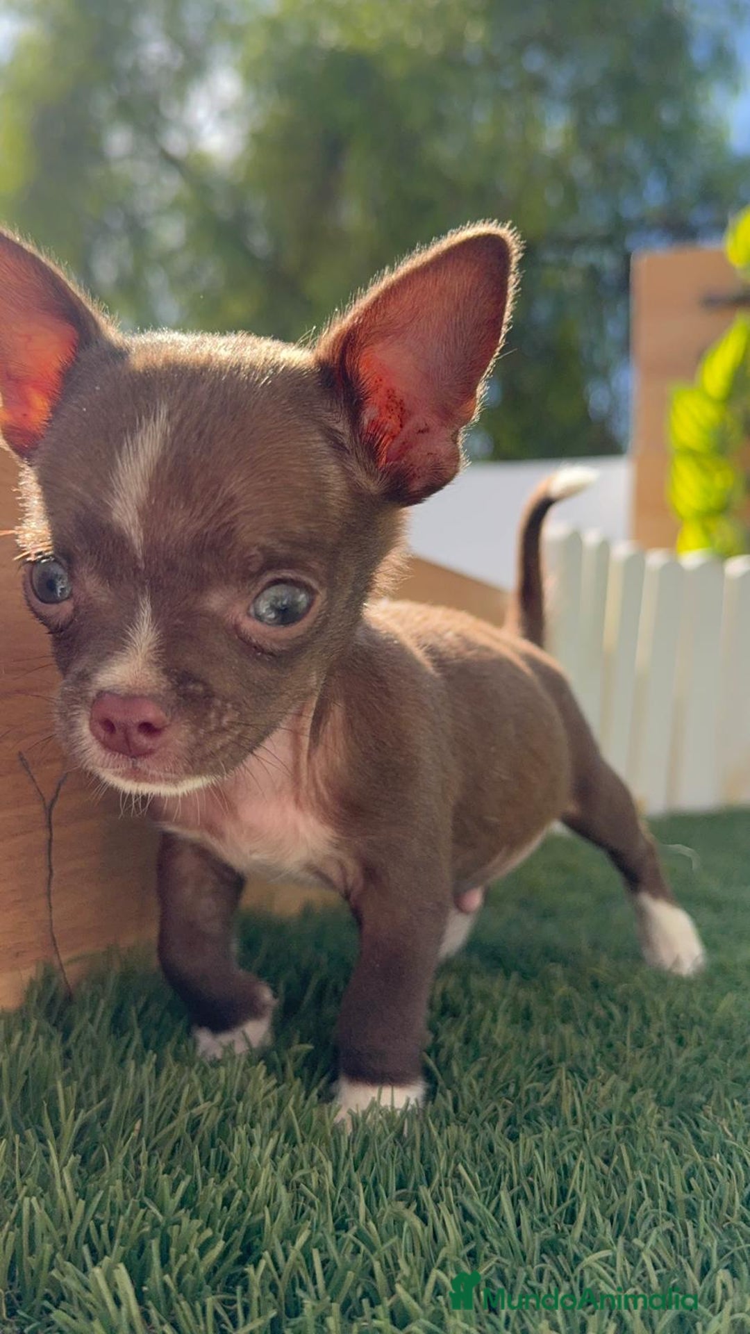 Chihuahua perros en venta: CHIHUAHUA MACHO - Imagen 4