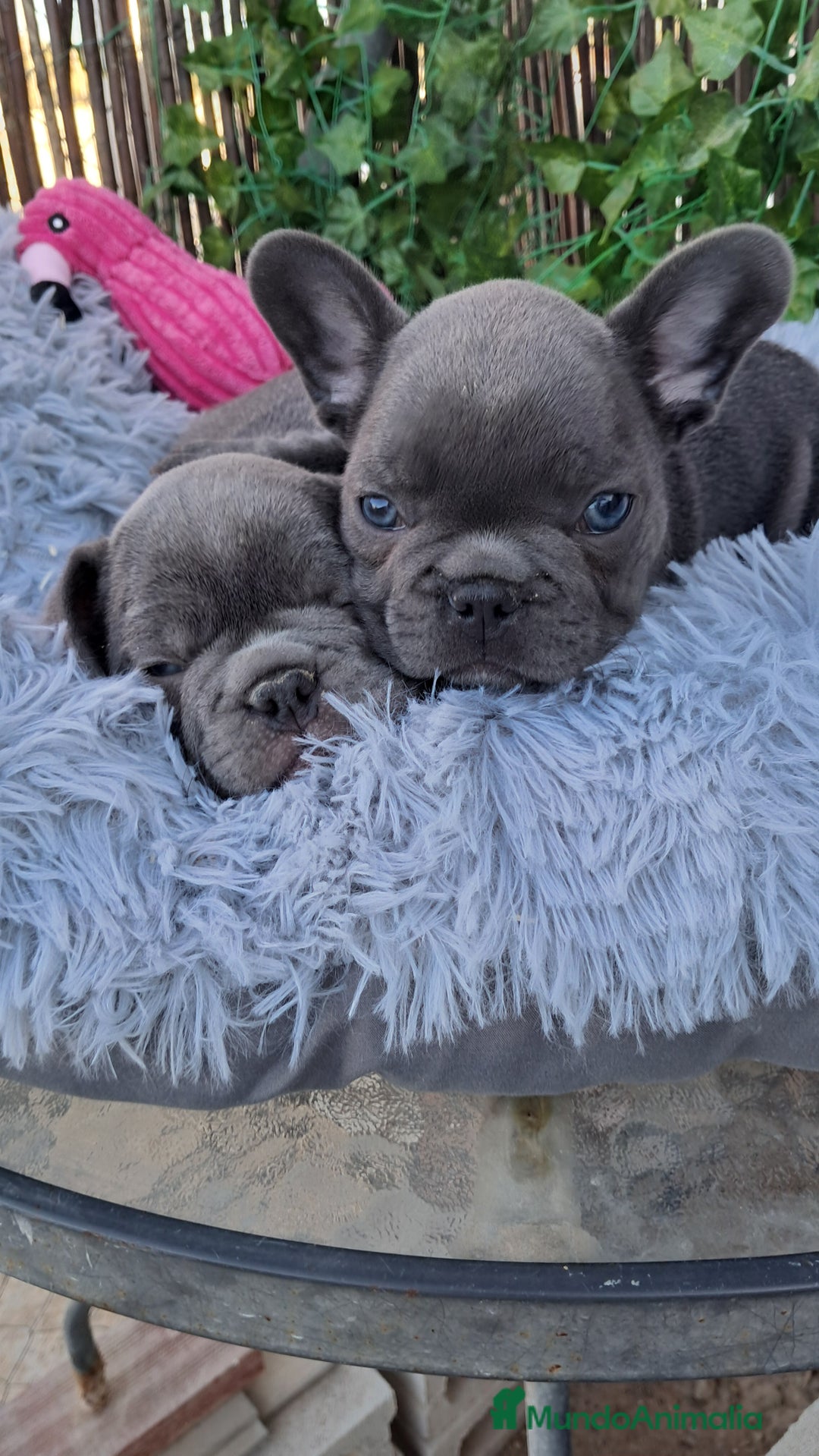 Bulldog Francés perros en venta: Bebés Bulldog Francés Blue  - Imagen 4