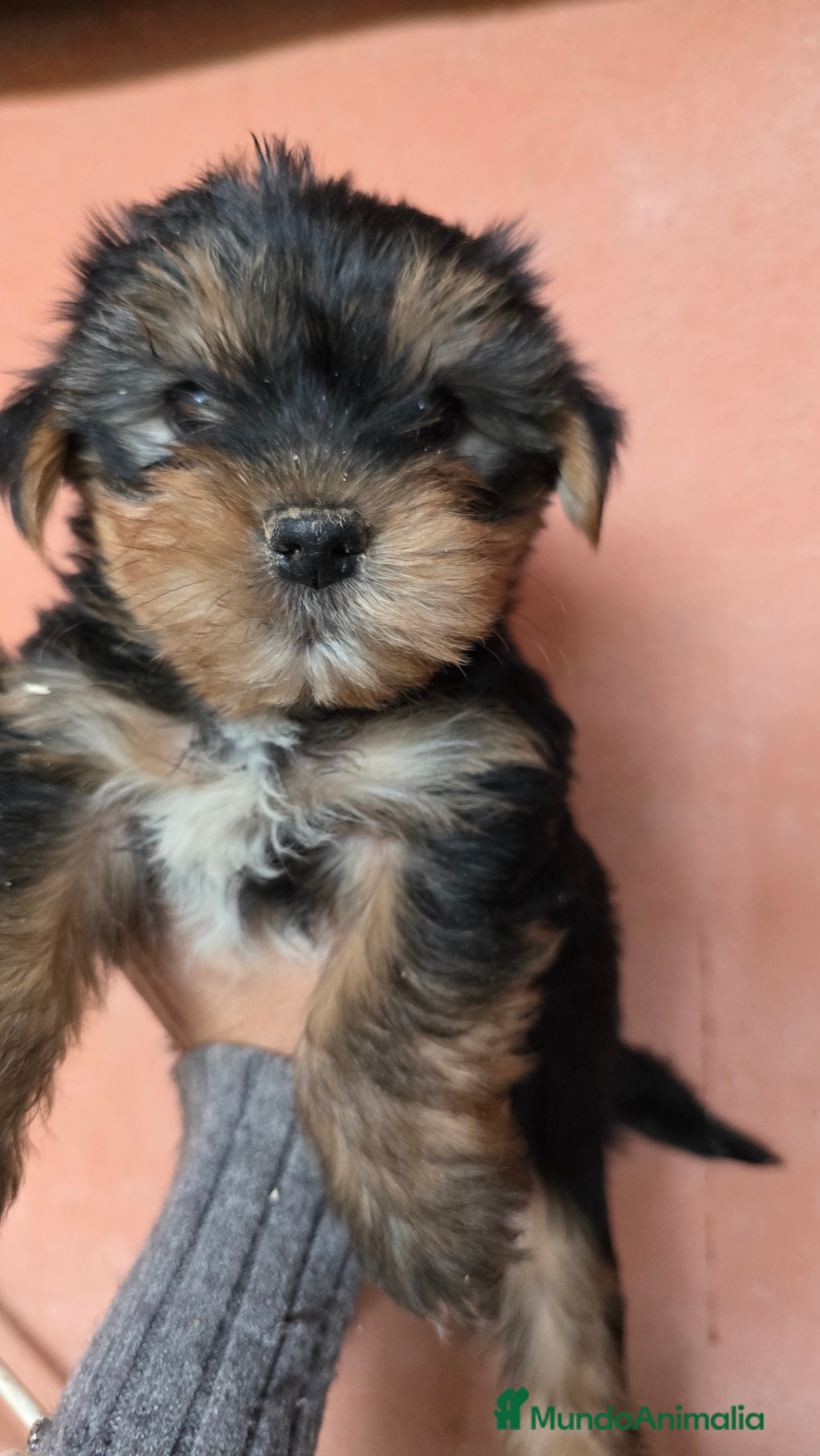 Yorkshire Terrier perros Yorkshire terrier  - Anuncio 3