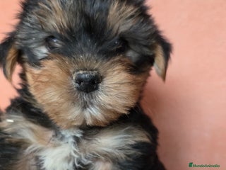 Yorkshire Terrier perros Yorkshire terrier - Anuncio 3