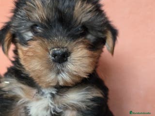 Yorkshire Terrier perros Yorkshire terrier - Anuncio 6