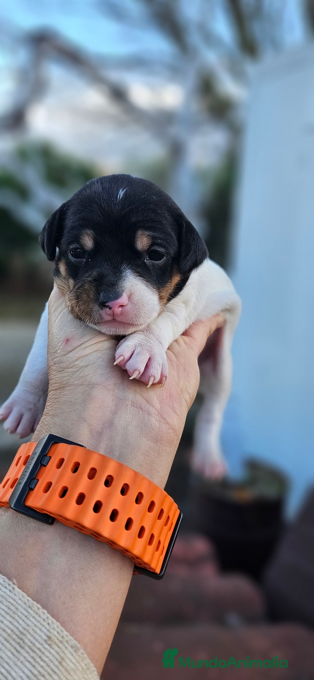 Ratonero Bodeguero Andaluz perros en venta: Ratonero bodeguero andaluz - Anuncio 3