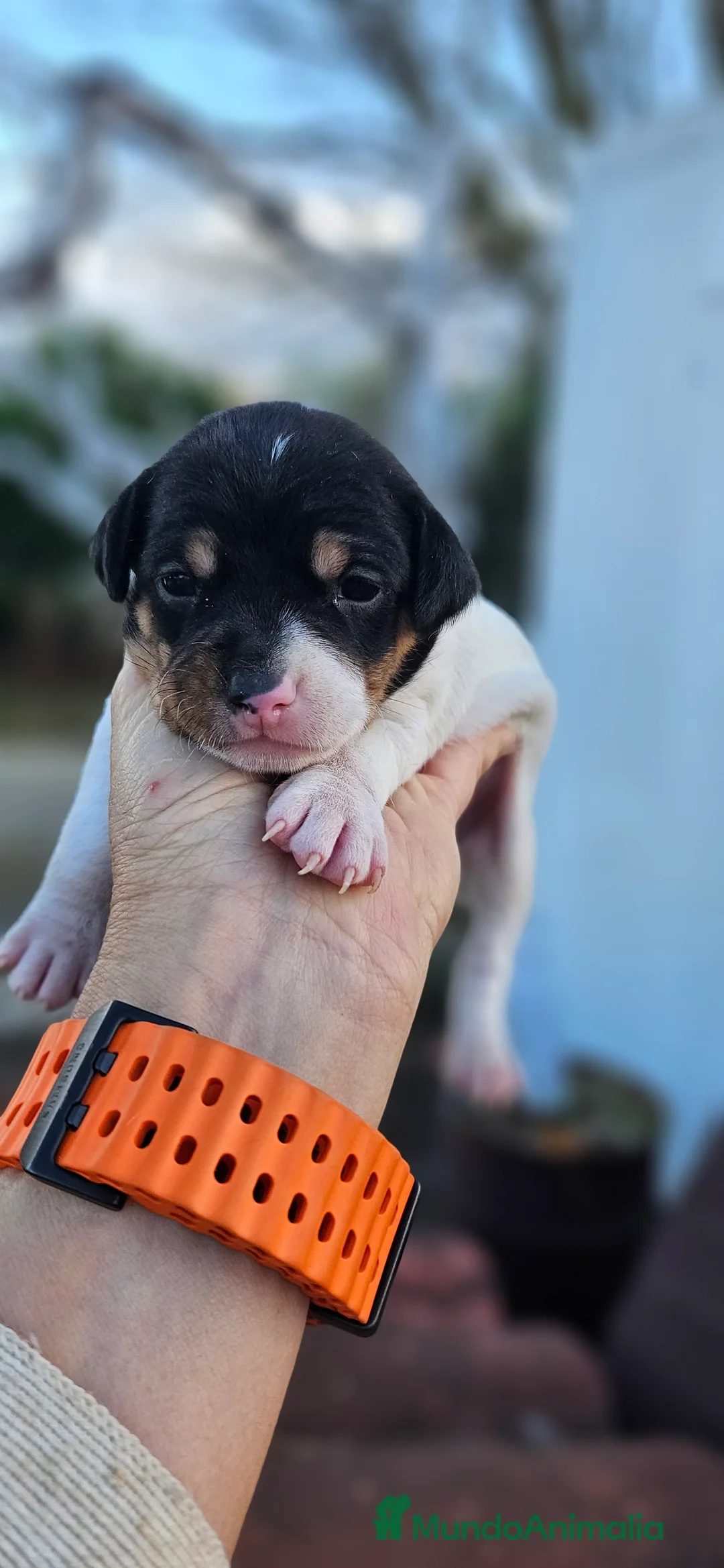 Ratonero Bodeguero Andaluz perros en venta: Ratonero bodeguero andaluz - Anuncio 3