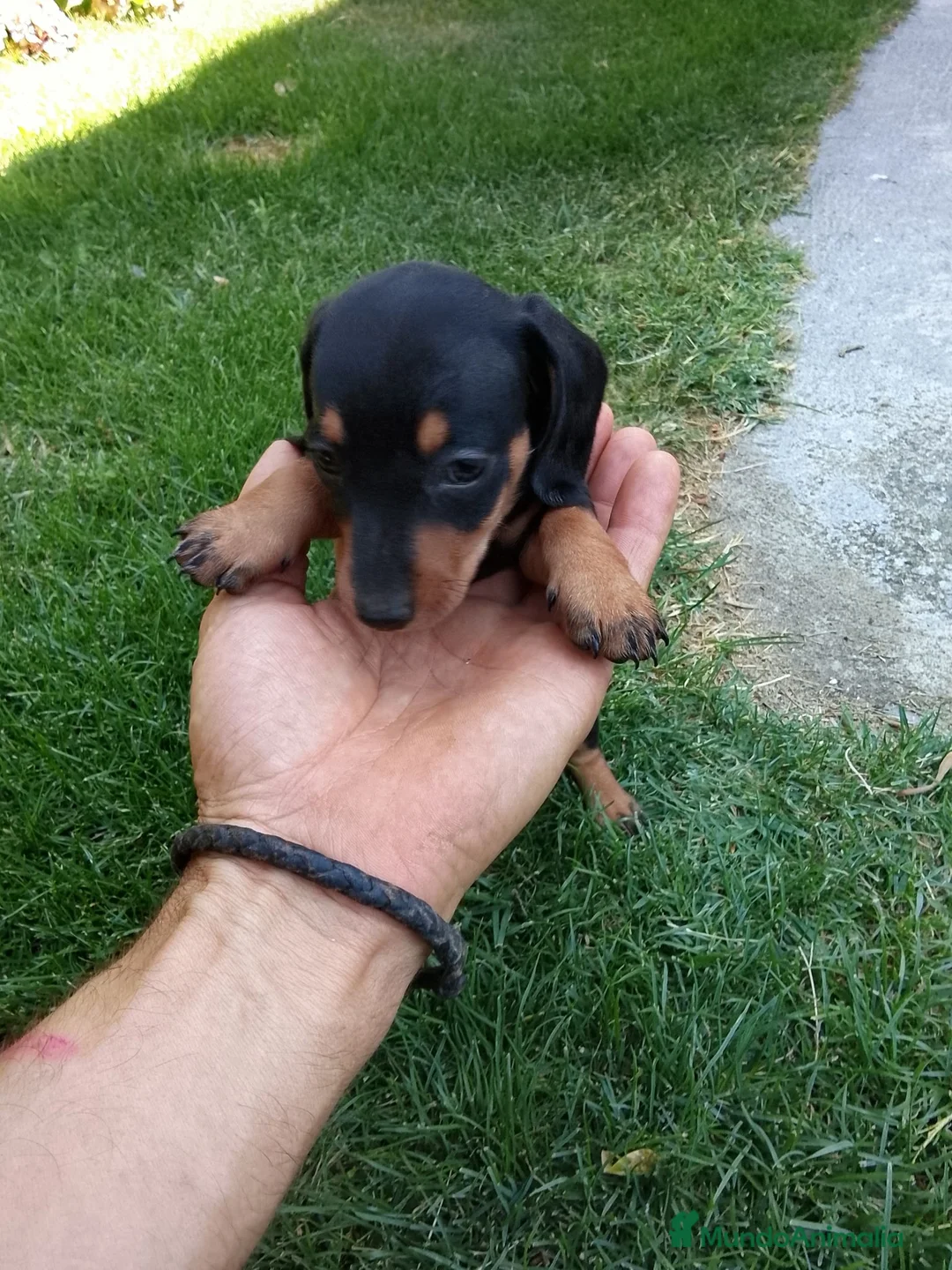 Teckel Miniatura perros en venta: Teckel miniatura negro fuego  - Anuncio 2