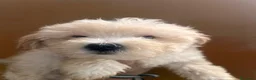 Maltipoo perros en venta: Maltipoo 628789235 - Anuncio 2